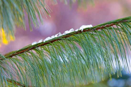 The Weeping Of The Evergreen: Guest Post at (in)courage